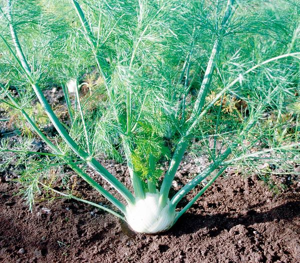 Bio Knollenfenchel, 6er Schale