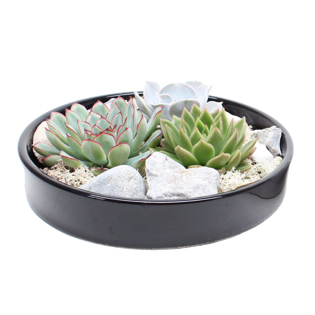 Echeveria garden mix black - succulentes à échelle décorative - noir - 20 cm