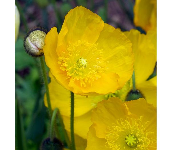 Island-Mohn