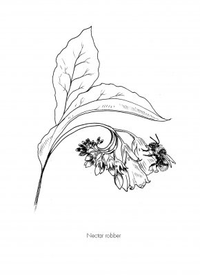 The Good Bee: A Celebration of Bees And How to Save Them (Hardback)
