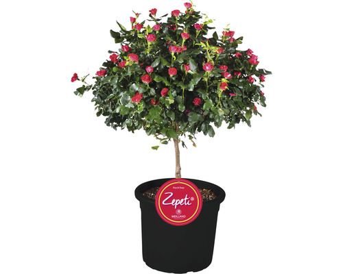 Rozenstruik 'Zepeti' stamhoogte ca. 50 cm Co 6 L