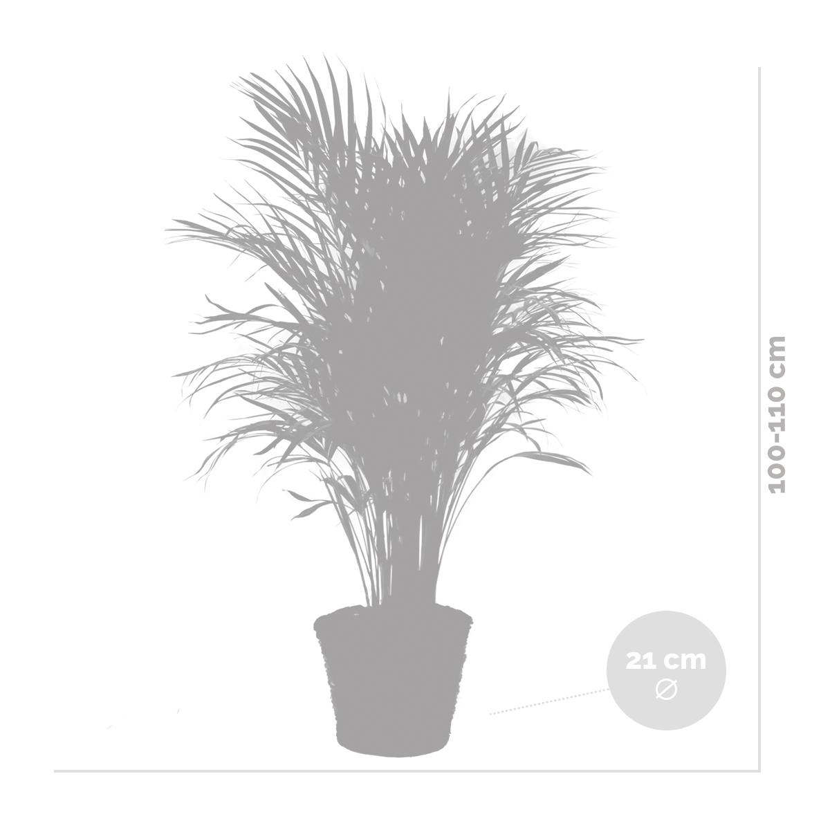 Dypsis lutescens incl. Panier en jonc de mer - facile d'entretien - ⌀21 cm - ↕100-110 cm
