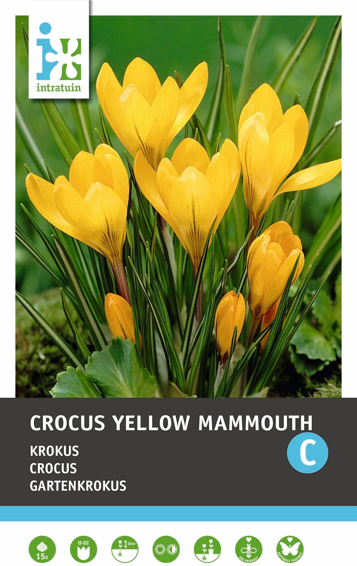 Intratuin bloembollen Krokus (Crocus 'Yellow Mammouth')15 stuks