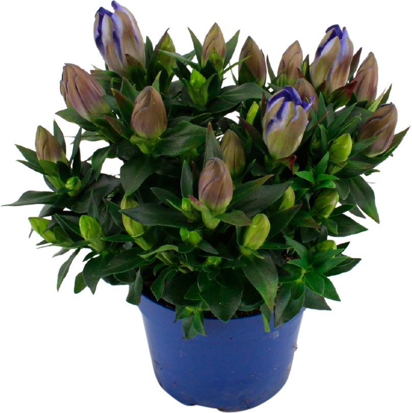 Herfstgentiaan (Gentiana scabra 'Blue Heart') D 12 H 22 cm