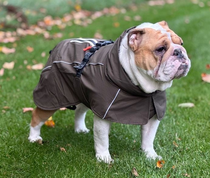 Hunter - HundejakkeNordby Mops og Bulldog 32, creme