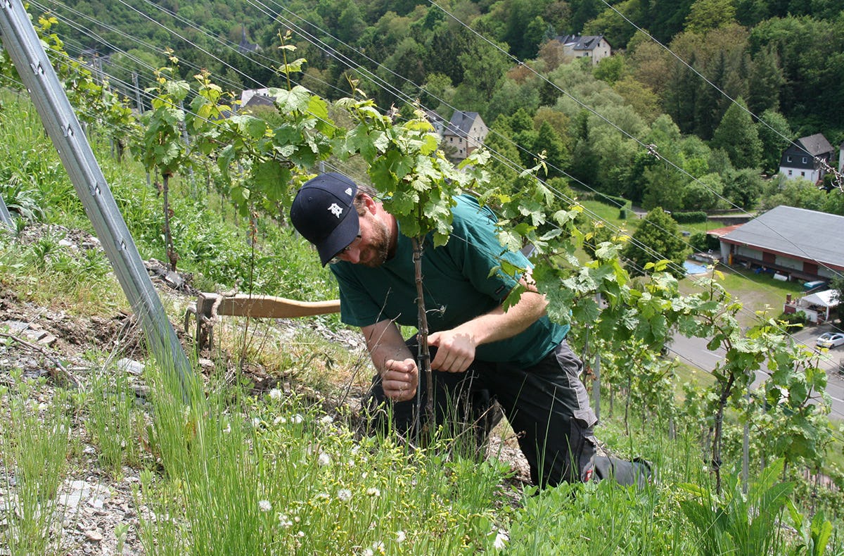 Weinverkostung für Zwei in Enkirch genießen
