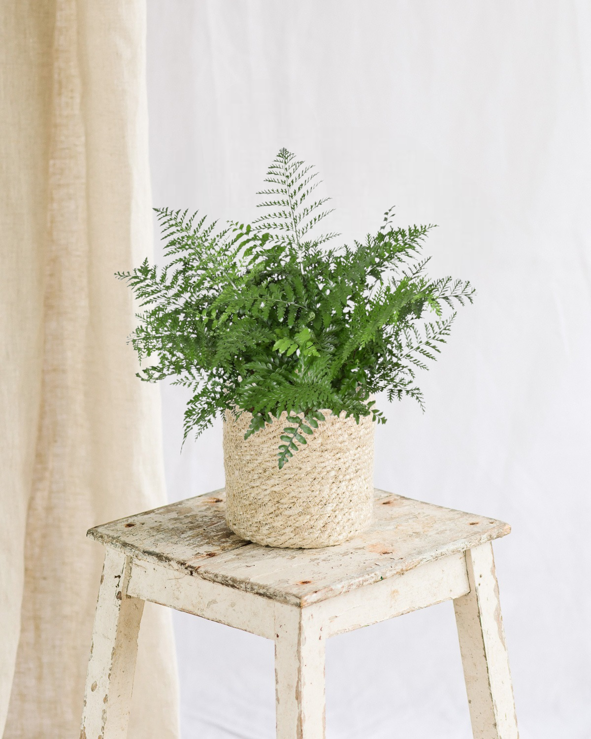 Plante d'intérieur - asplenium parvati 55cm