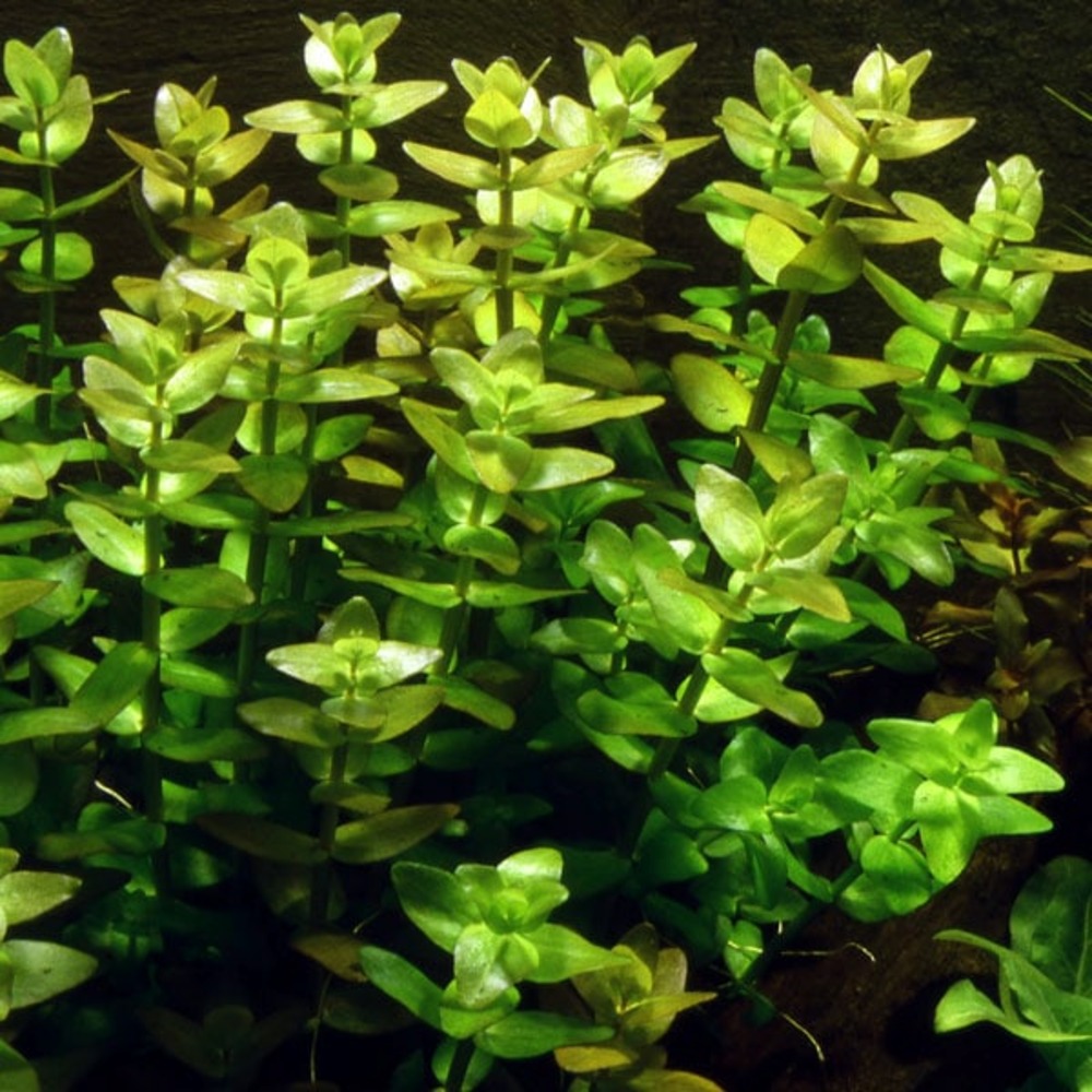Bacopa caroliniana in vitro