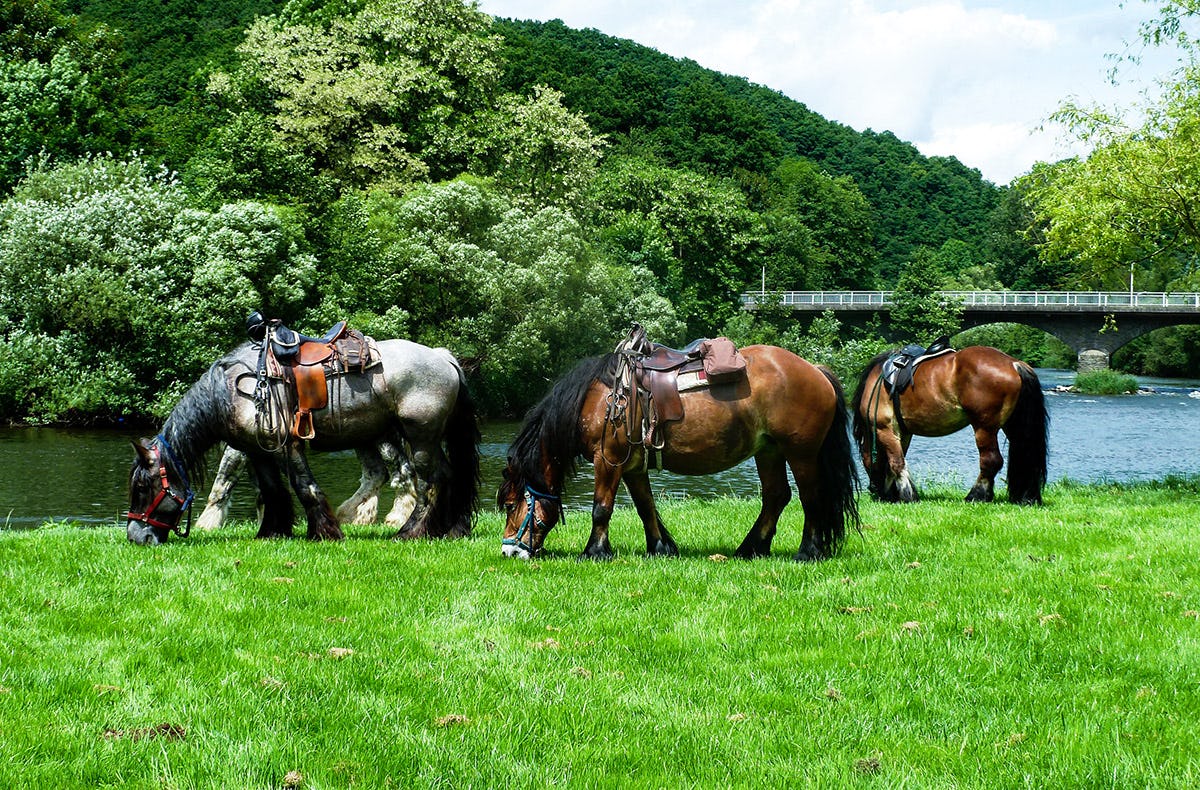 Reiten Windeck