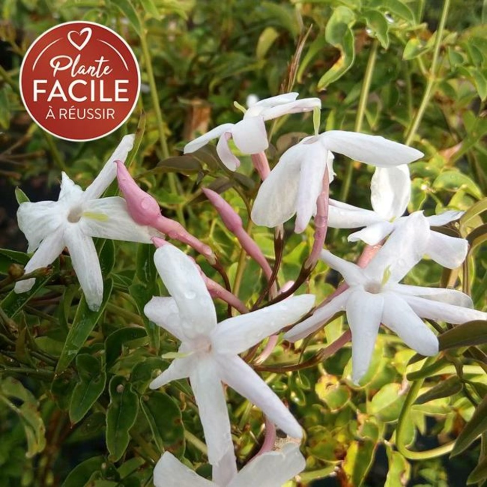 Jasmin rosé d'hiver - jasminum polyanthum 3l