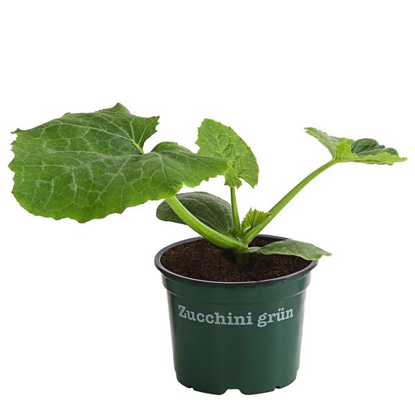 Bioland Zucchini