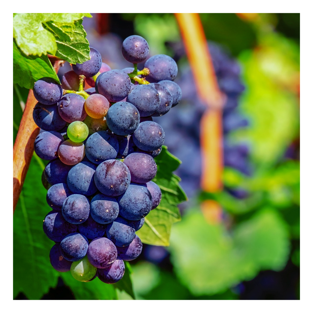 Vigne vinifera attiki/vitis vinifera attiki[-]pot de 3l - 60/120 cm