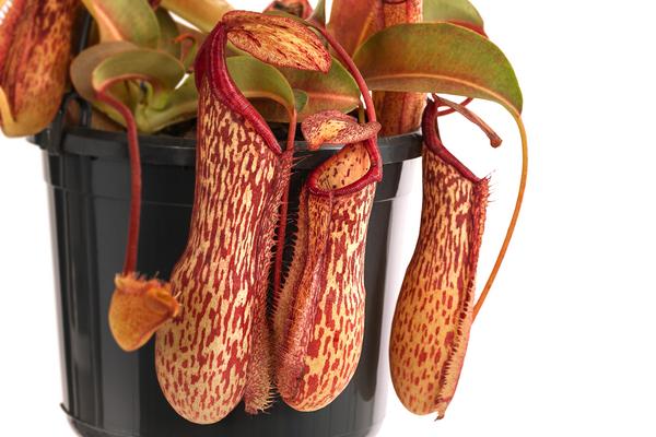 Kannenpflanze - Nepenthes 'Miranda'