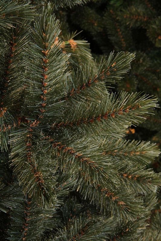Triumph Tree Forest Frosted Kunstkerstboom Newgrowth Blue - H230 x D150 | Hoogwaardige materialen | Natuurlijke blauwe gloed