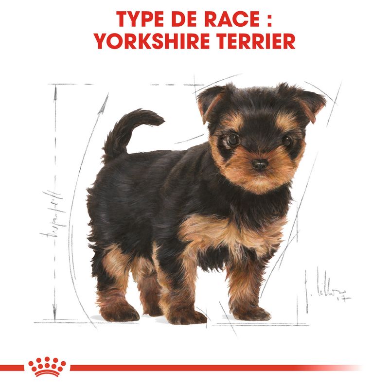 Royal Canin Yorkshire Terrier Puppy sur bitiba.fr