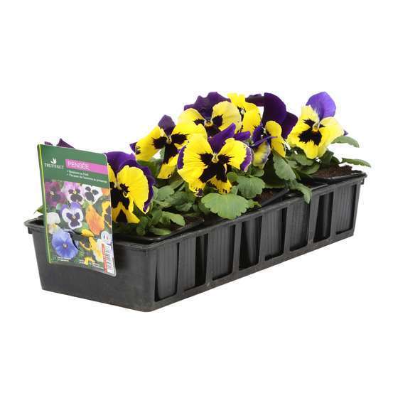 Pensée : barquette de 10 plants - Coloris variables