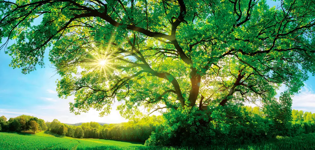 Wandbild 55 x 115 cm Green tree