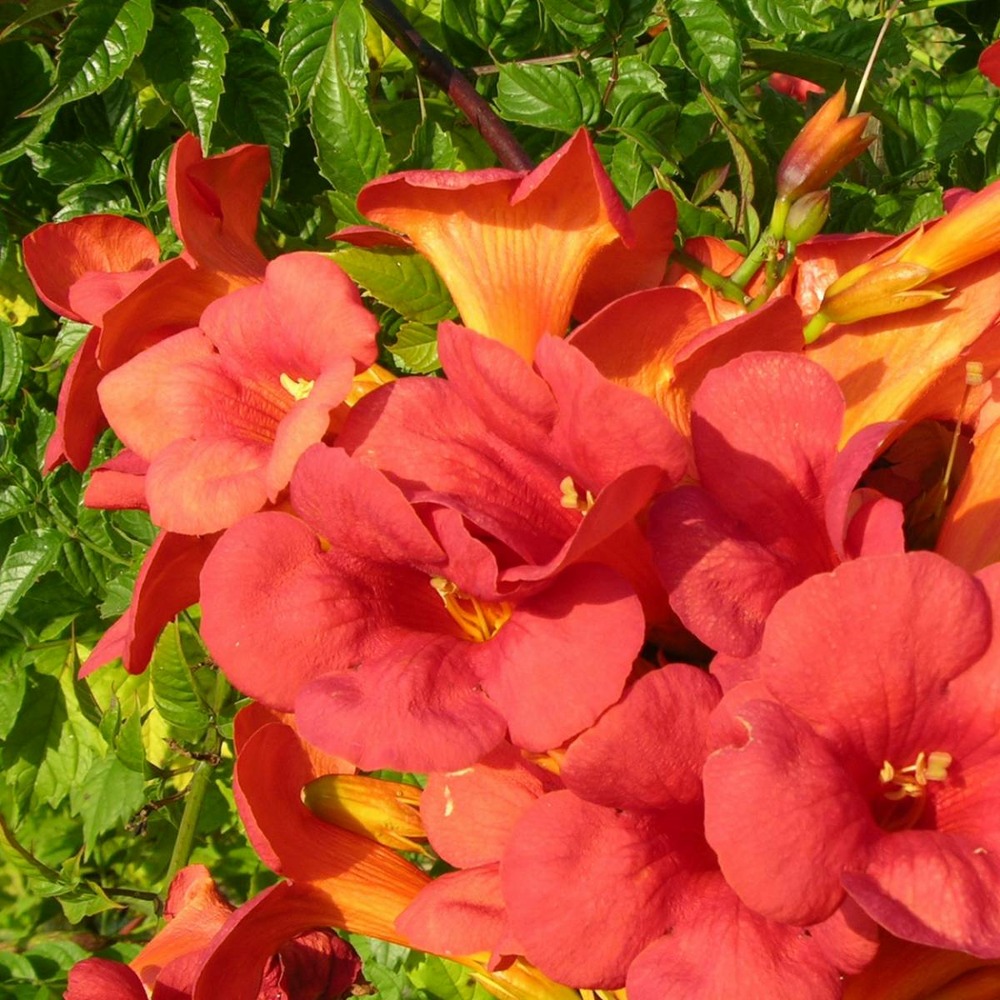 Bignone x tagliabuana madame galen/campsis x tagliabuana 'madame galen'[-]pot de 1,5l - tuteur bambou 30/60 cm