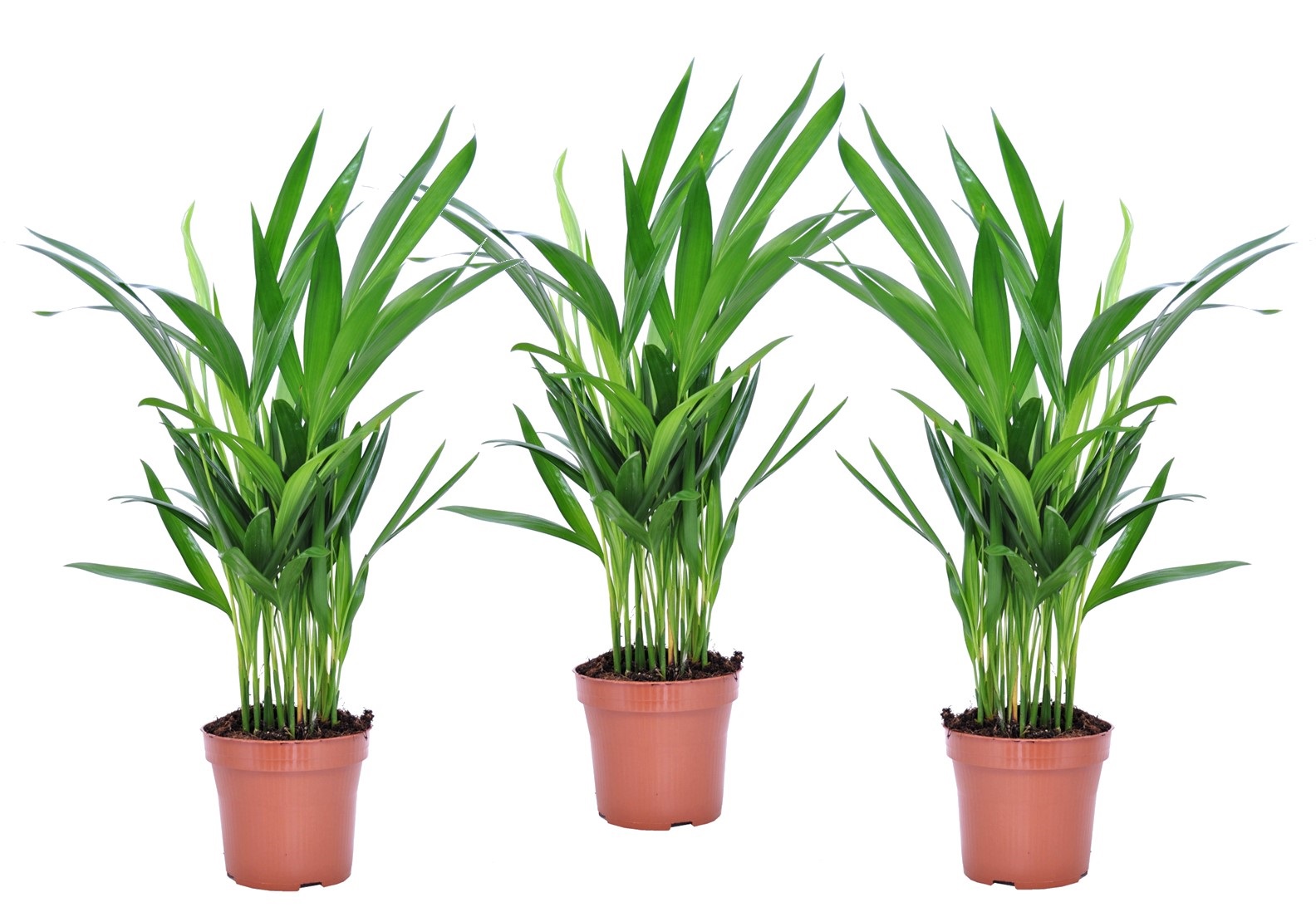 Dypsis lutescens - areca gold palm - set de 3 - pot 12cm - hauteur 30-45cm