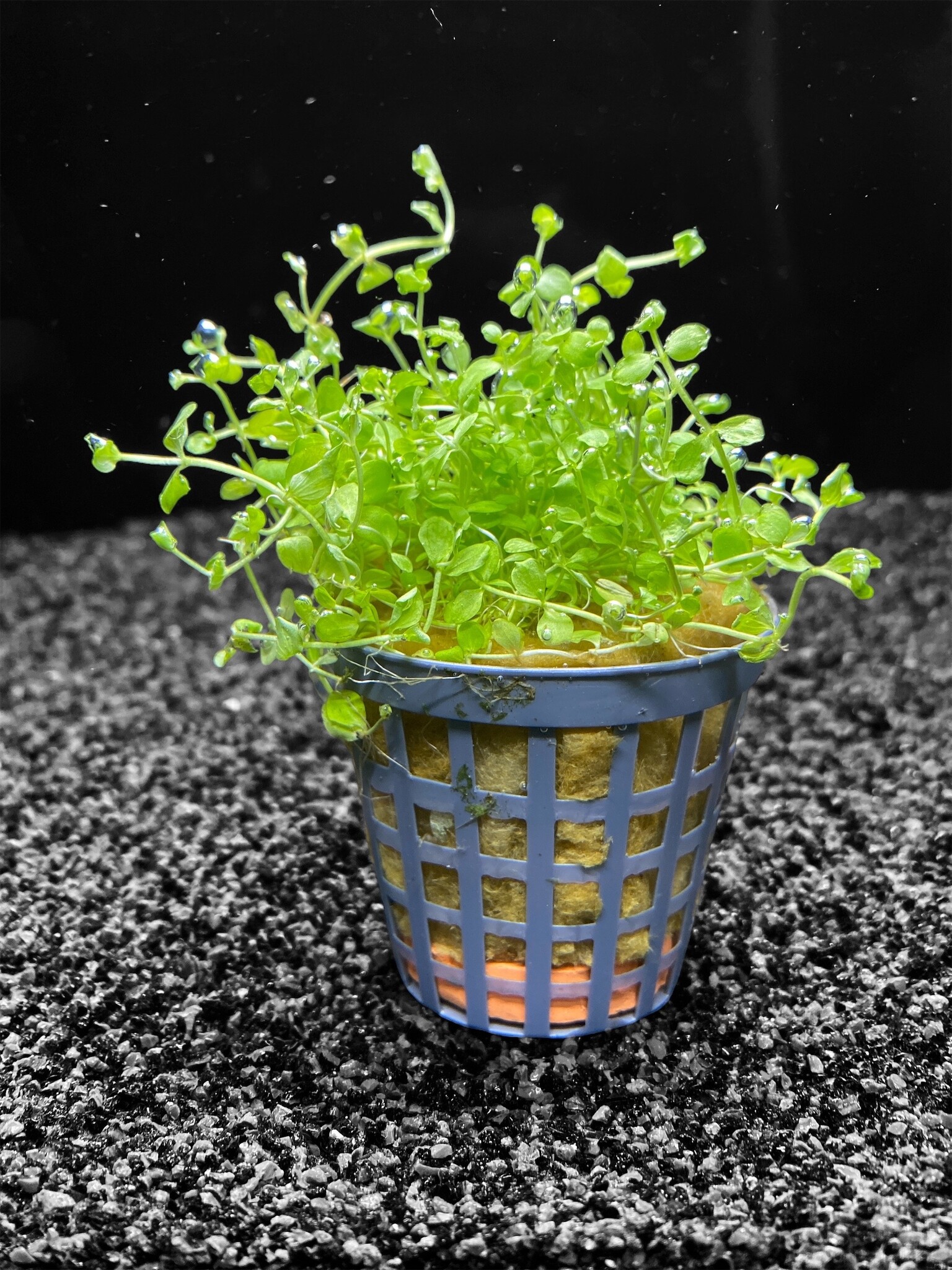 Waterplant Micranthemum Monte Carlo Pot
