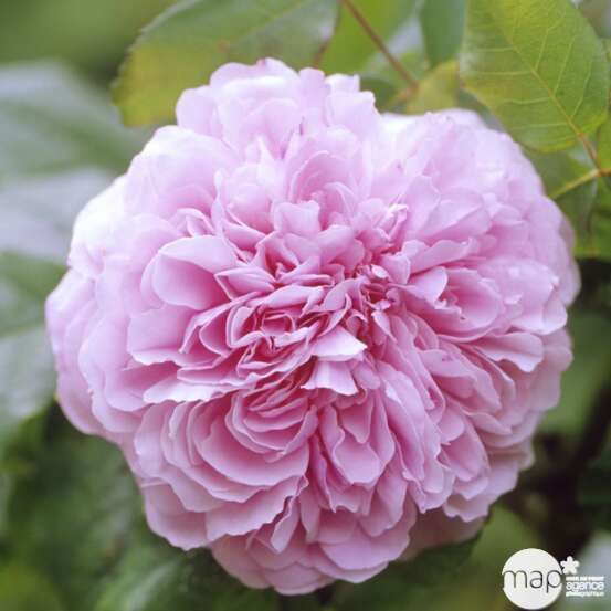 Rosier buisson 'Jacques Cartier' : pot de 5 litres