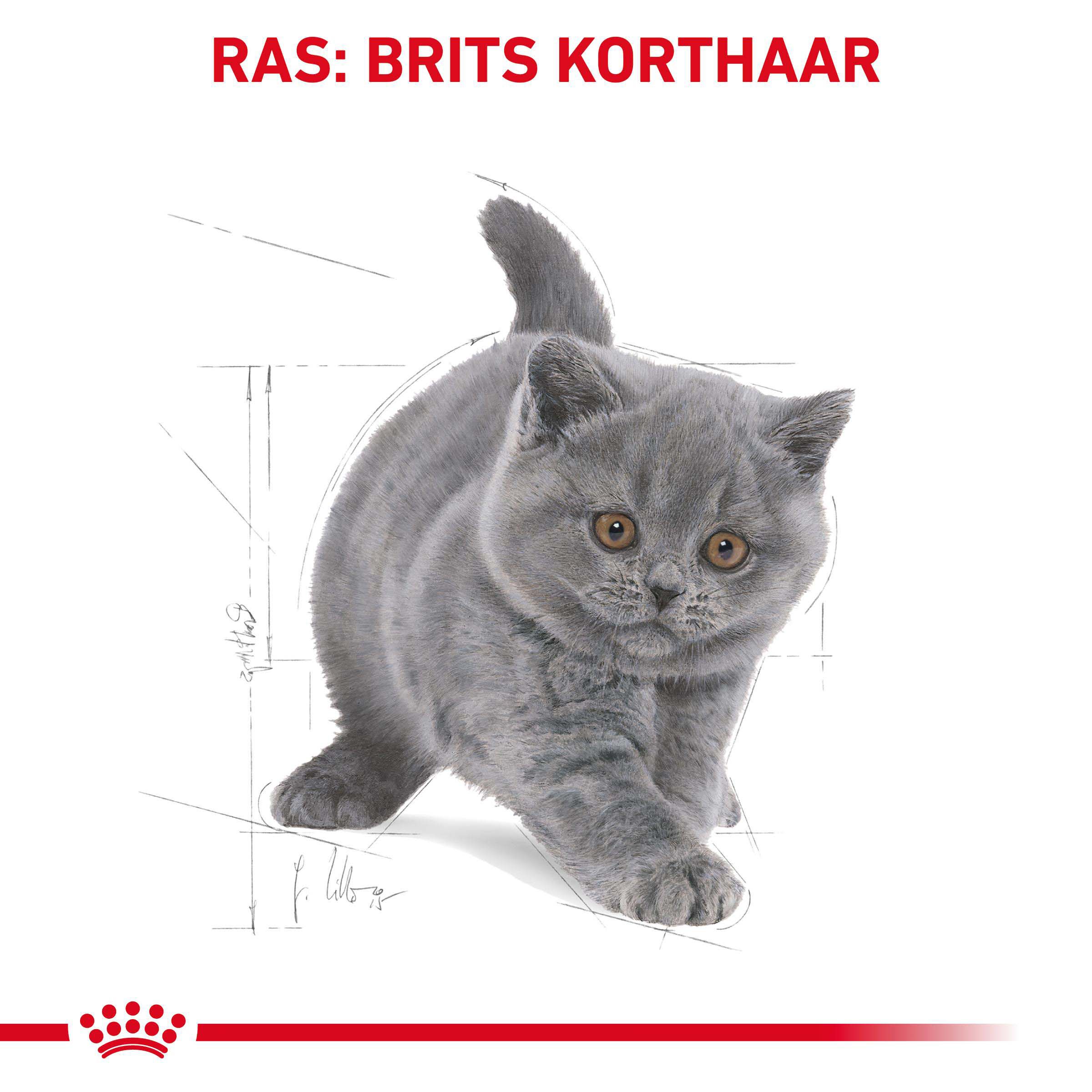 Royal Canin Britse Korthaar Kitten - Kattenvoer - 2 Kilogram - Gevogelte