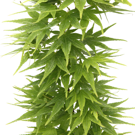 Acer Palmatum 'Mikawa Yatsubusa' : C5L h.30/40cm
