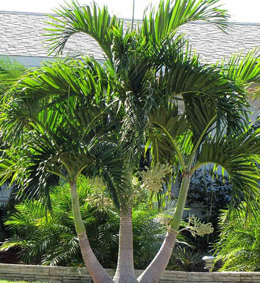 Adonidia merrillii (veitchia merrillii- palmier de manille) blanche - taille 50l stipe 120/140cm total 200/250cm