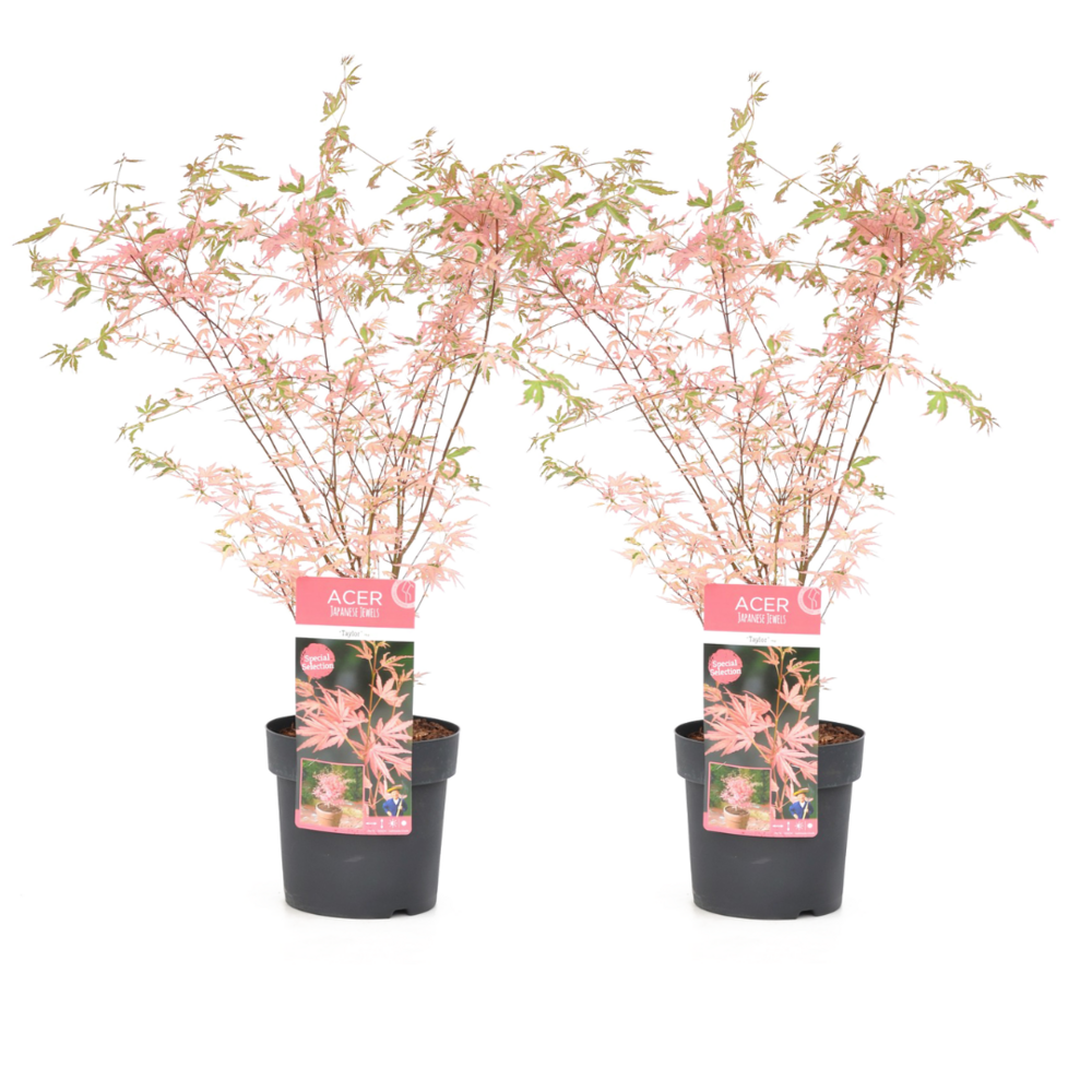 Érable du japon 'taylor' - set de 2 - érable - pot 19cm - hauteur 50-60cm