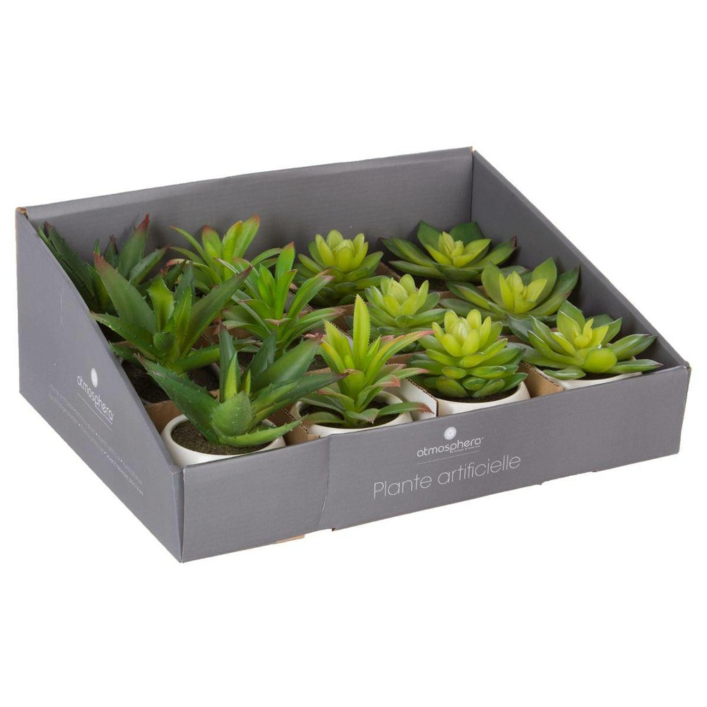 Plante grasse en pot h13