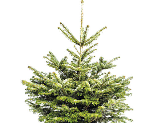 Nordmannspar, 100-125 cm hoog, 10 L potkerstboom, gezaagd en in pot