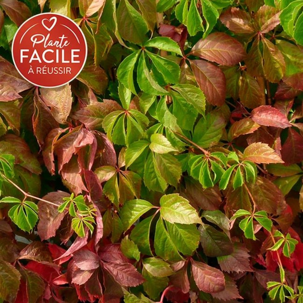 Vigne vierge quinquefolia - parthenocissus quinquefolia 3l