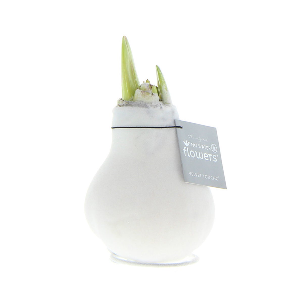 Bloomique – Amaryllisbol in wax – witte fluwelen coating – bloembol – niet voor waterbloemen – kerstdecoratie – 15–25 cm hoog bij levering – groeit tot 40–60 cm hoog – 10 cm diameter