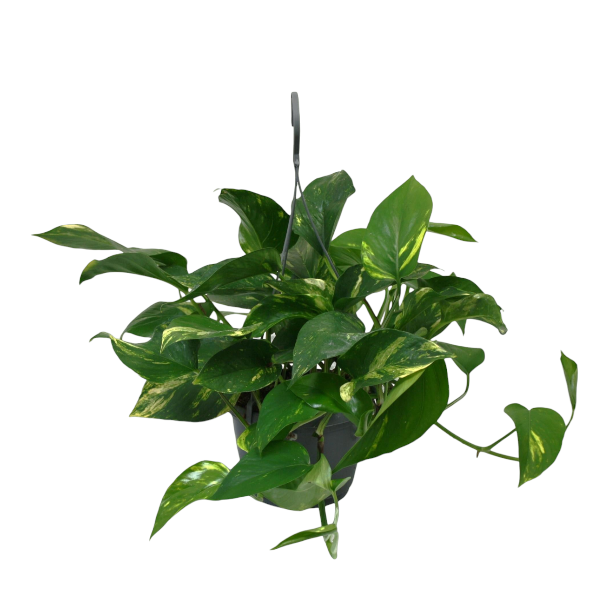 Plante d'intérieur - scindapsus epipremnum 45.0cm