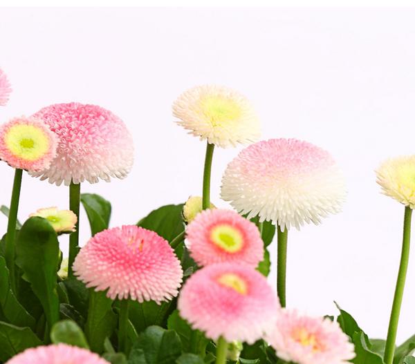 Gänseblümchen in Schale, verschiedene Farben