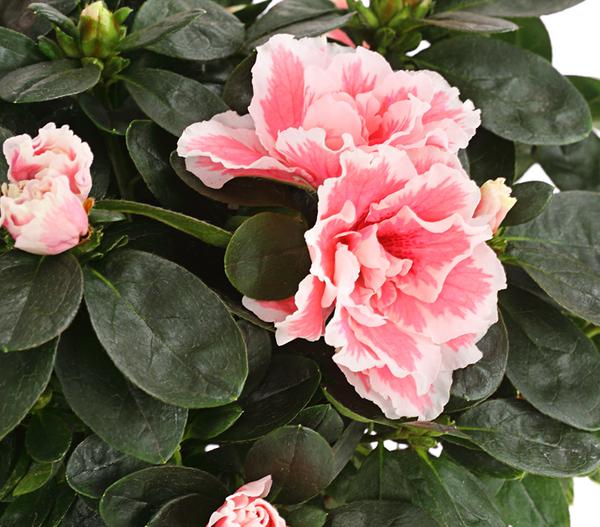 Zimmerazalee - Rhododendron simsii, zweifarbig