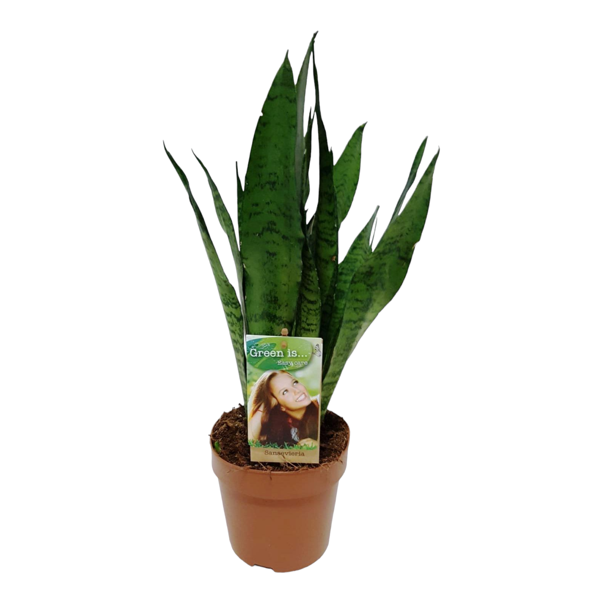 Plante d'intérieur - sansevieria zeylanica 60.0cm