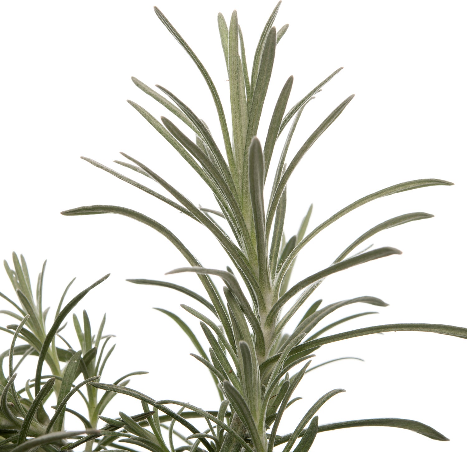 Biologische kerriekruid (Helichrysum italicum) D 13 H 15 cm