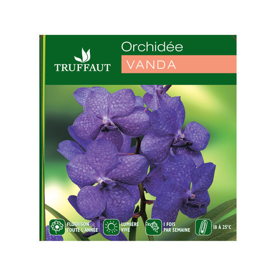 Orchidée Vanda