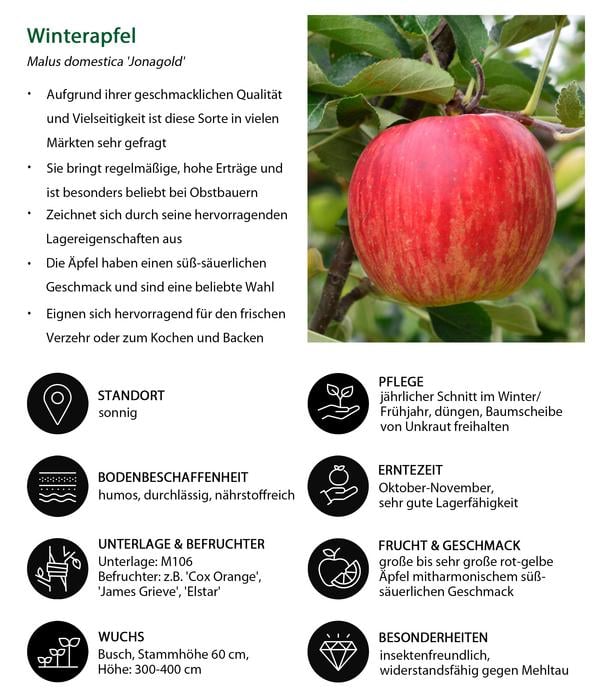 Apfel-Duo 'Elstar/Jonagold'