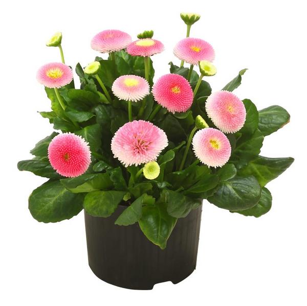 Beet- & Balkonpflanzen-Set Traum in Rosa,