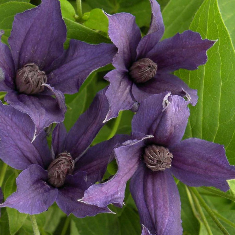 Clématite saphyra® violetta 