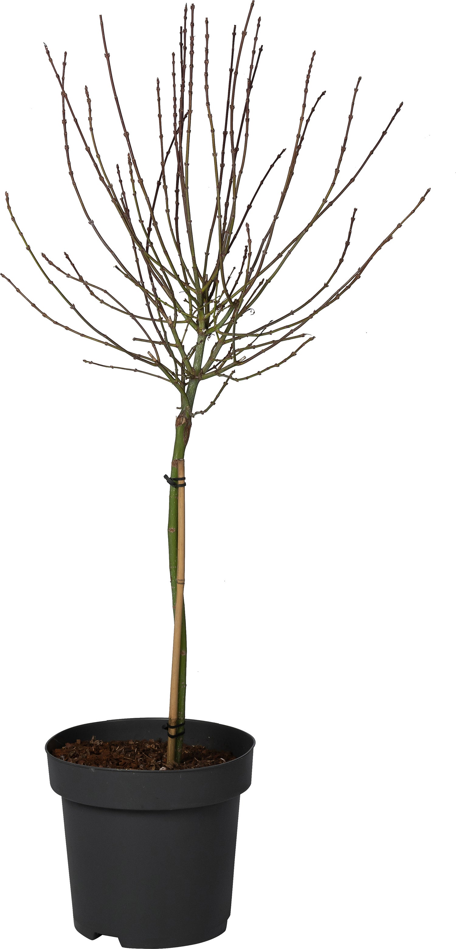 Japanse Esdoorn (Acer palmatum 'Shaina') D 34 H 90 cm