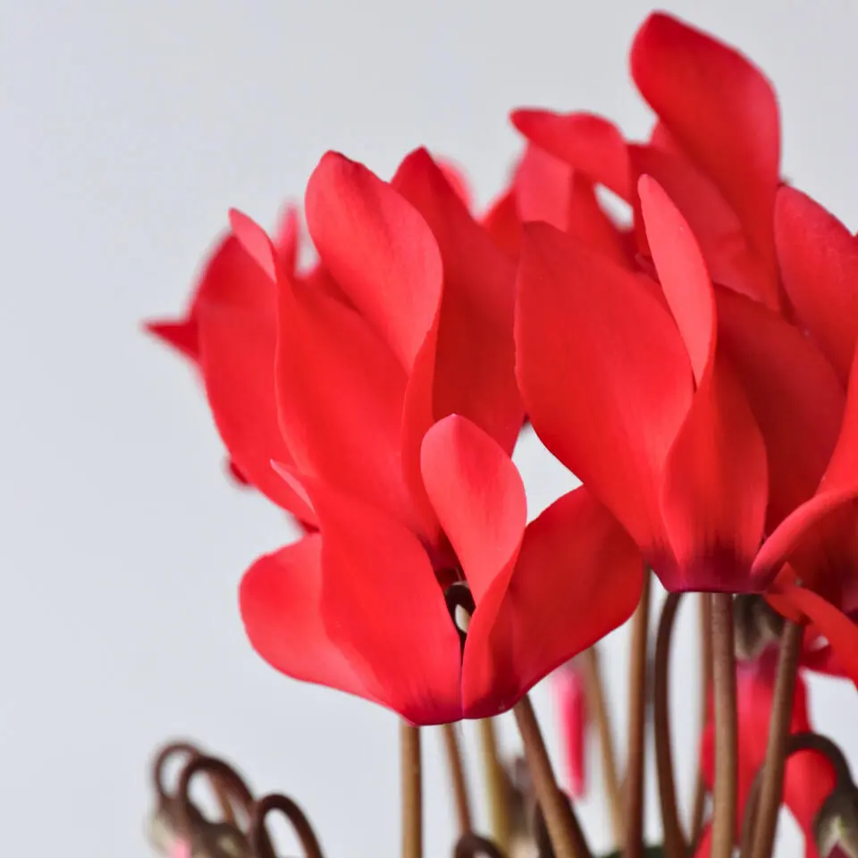 Perzisch cyclaam - Set van 3 - Cyclamen Winfall Scarlet - Hoogte 10-20cm - ⌀9cm