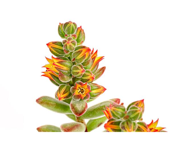 Echeverie - Echeveria pulvinata 'Pulvinata'