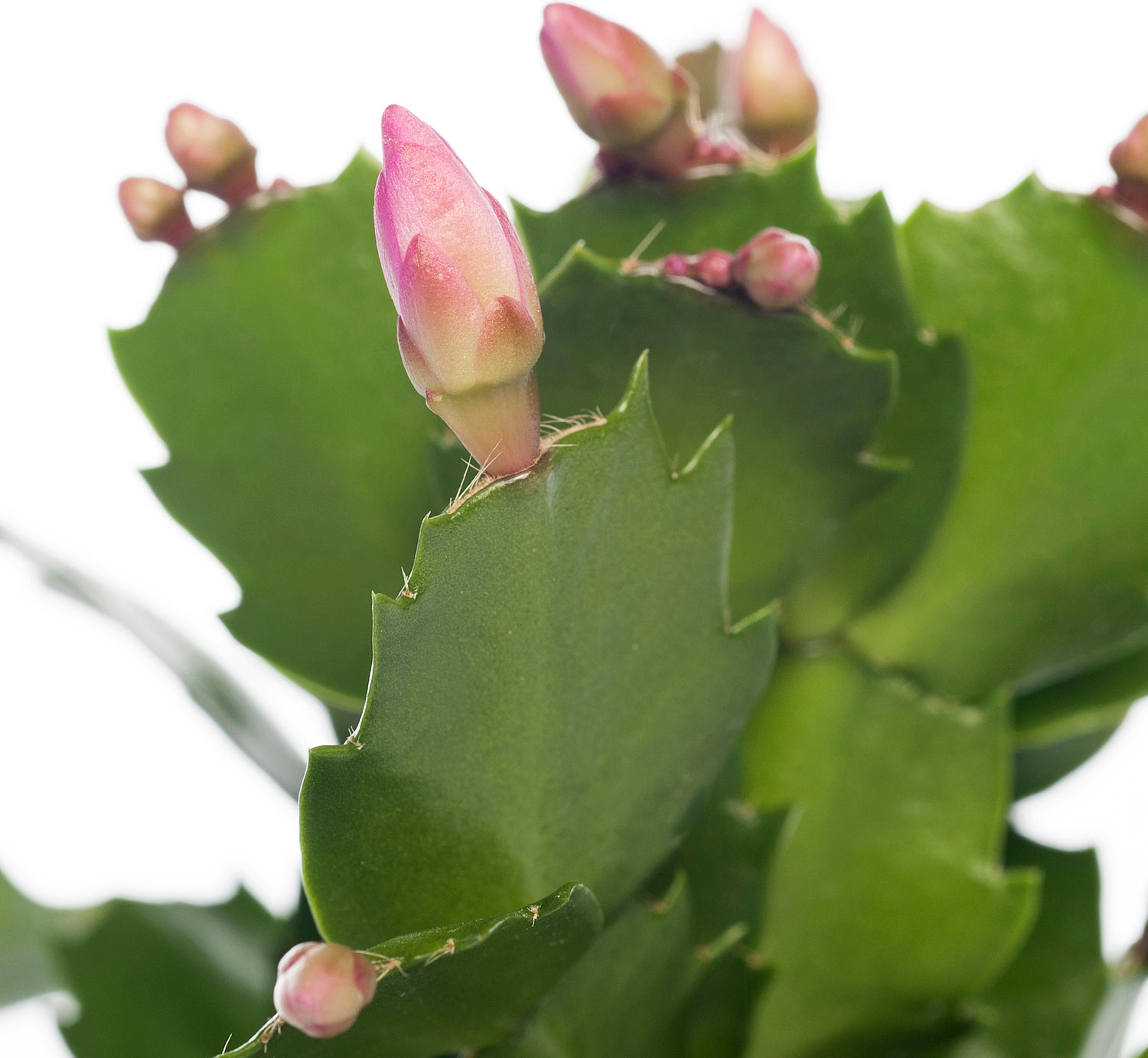 Lidcactus (Schlumbergera) paars D 9 H 25 cm