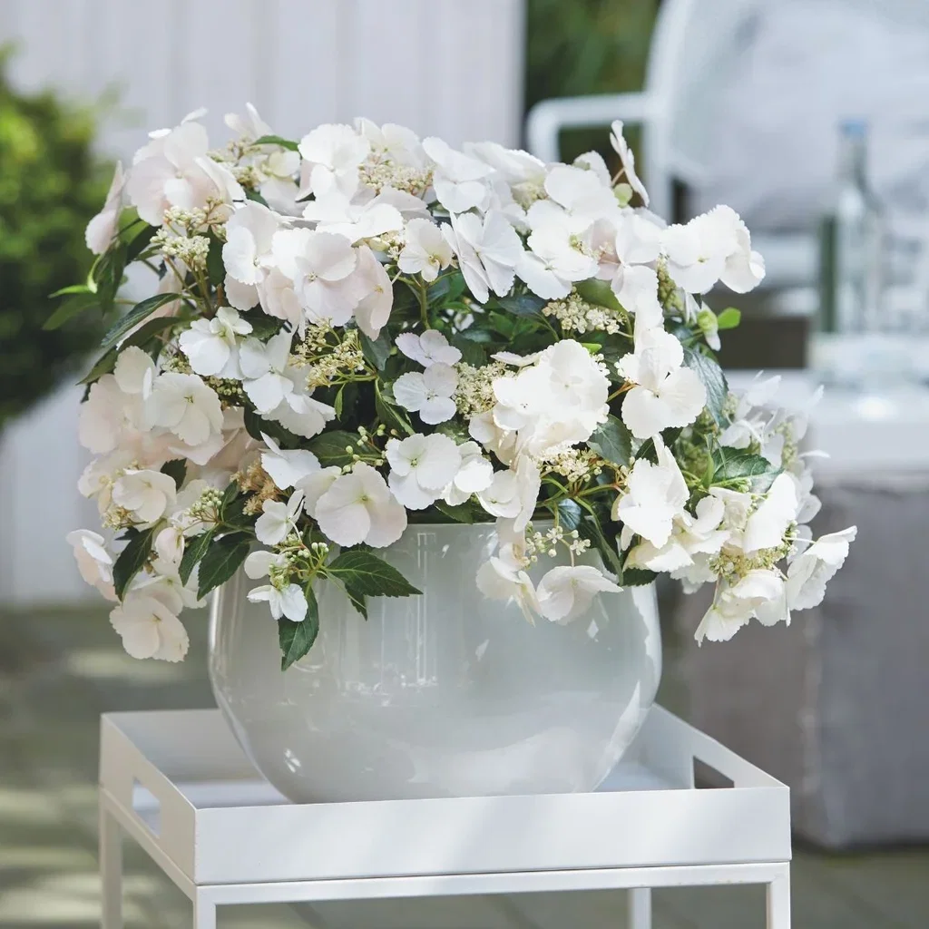 Hydrangea RUNAWAY BRIDE SNOW WHITE ('Ushyd0405') Hortensia RUNAWAY BRIDE SNOW WHITE Ø24 cm