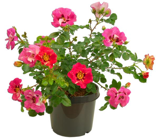 Persische Rosen, verschiedene Farben