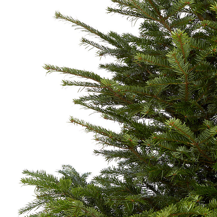 Sapin naturel Nordmann h.240/270 cm