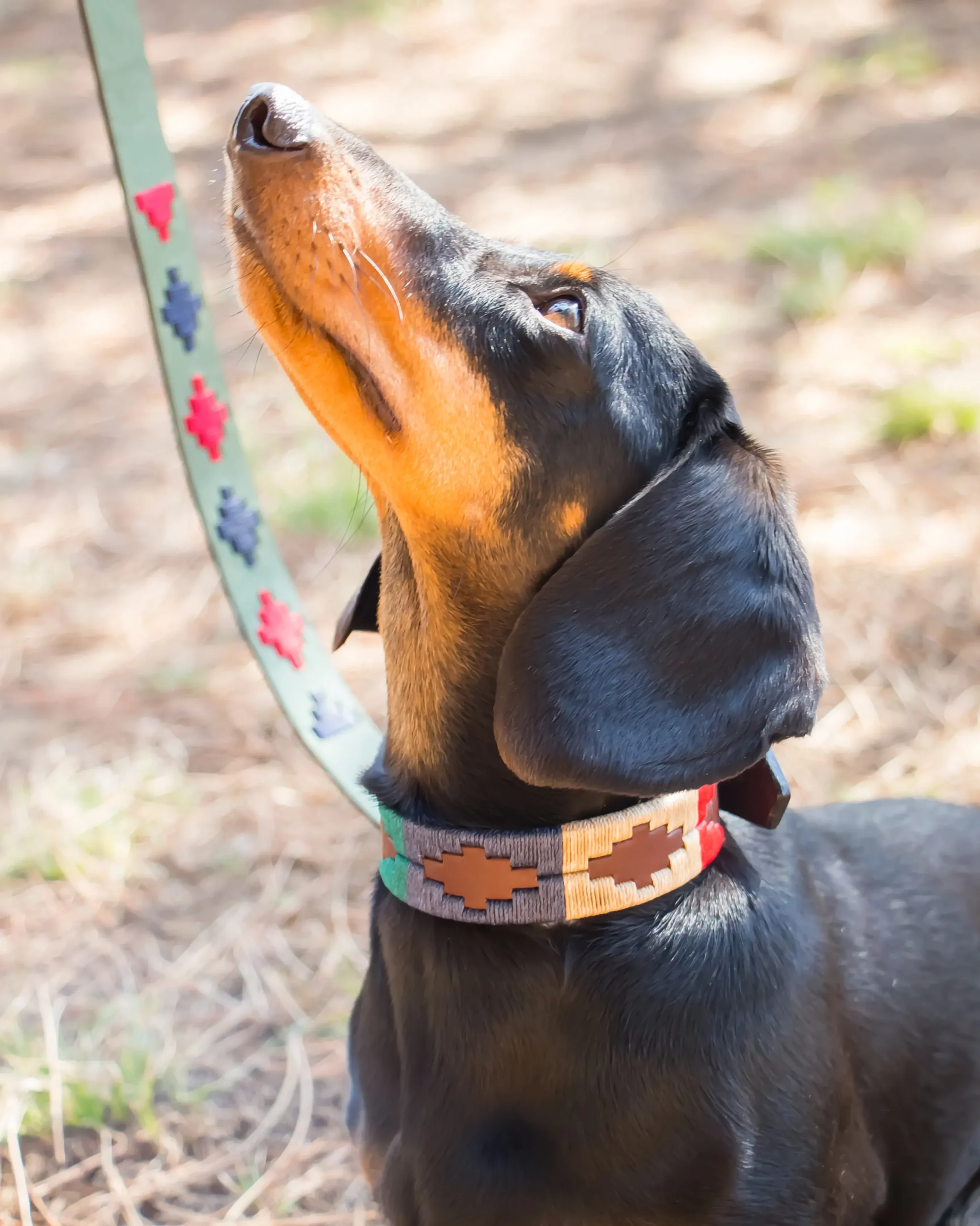 coleira para cachorro Guaucho Paco